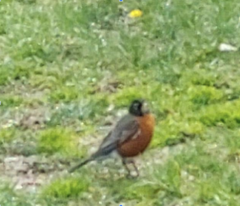 Turdus migratorius