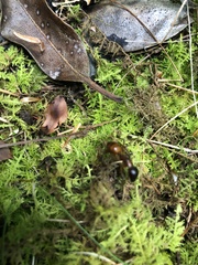 Camponotus americanus