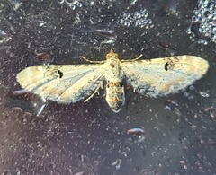 Eupithecia centaureata