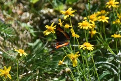 Aglais milberti