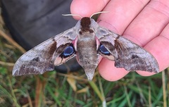 Smerinthus ocellata