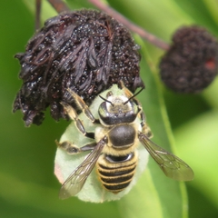 Megachile fortis