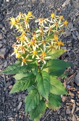 Senecio propinquus