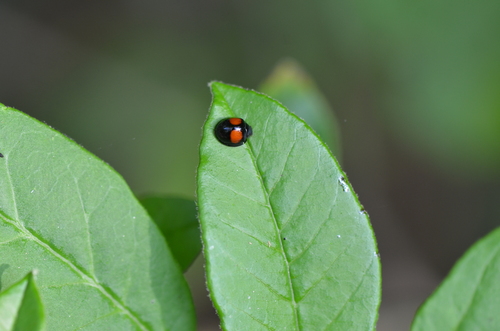 Cactus Lady Beetle photo 6