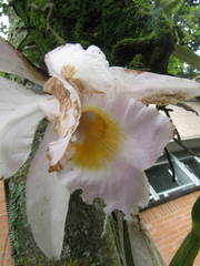 Cattleya