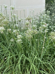 Allium tuberosum