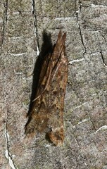 Dichomeris ligulella