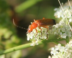 Rhagonycha fulva
