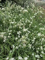 Allium tuberosum