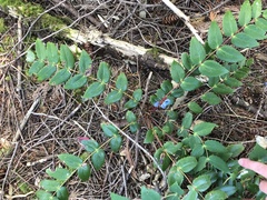 Berberis nervosa