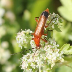 Rhagonycha fulva