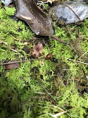Camponotus americanus