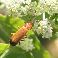 Rhagonycha fulva
