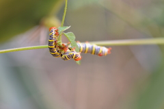 Didugua argentilinea