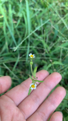 Galinsoga quadriradiata