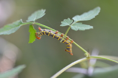 Didugua argentilinea