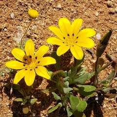 Gazania lichtensteinii