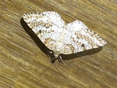 Eufidonia notataria
