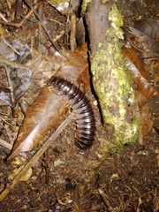 Myriapoda