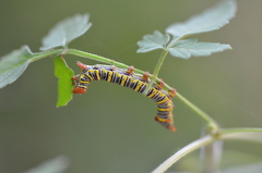 Didugua argentilinea