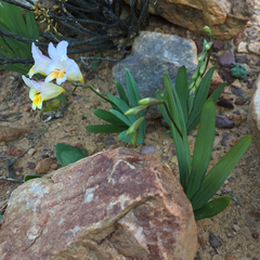 Freesia occidentalis