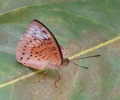 Tanaecia pelea