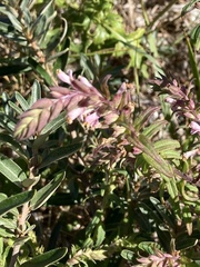 Odontites vernus