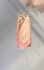 Miltochrista miniata