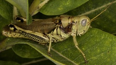 Melanoplus differentialis