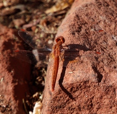 Crocothemis sanguinolenta