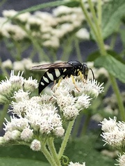Bicyrtes quadrifasciatus