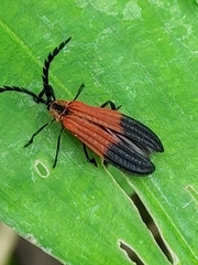 Lycinae