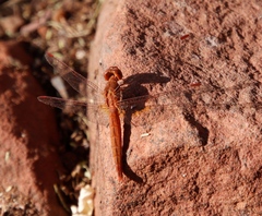 Crocothemis sanguinolenta