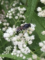 Bicyrtes quadrifasciatus