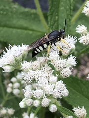 Bicyrtes quadrifasciatus