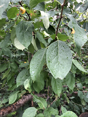 Pyrus
