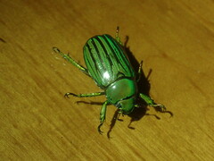 Chrysina gloriosa