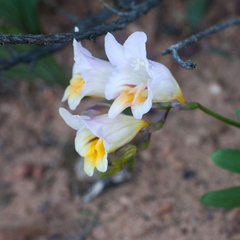 Freesia occidentalis