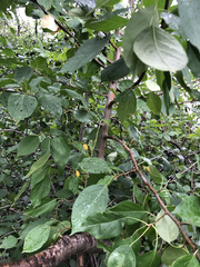 Pyrus