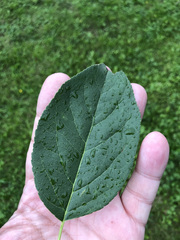Pyrus