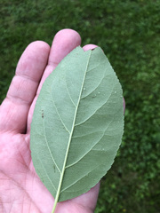 Pyrus