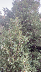 Juniperus scopulorum