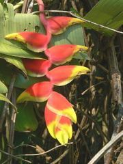 Heliconia