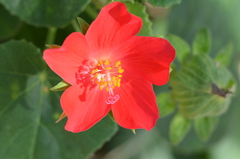 Hibiscus martianus