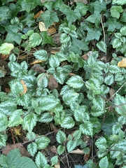 Lamium galeobdolon argentatum