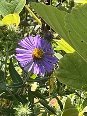 Symphyotrichum novae-angliae