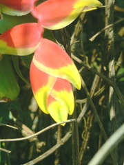 Heliconia