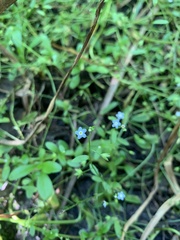 Myosotis