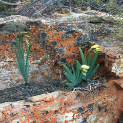 Freesia occidentalis