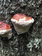 Fomitopsis